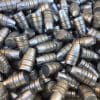 38 Caliber .358 158 Grain Semi Wadcutter(250 count) - Thumbnail Image 2
